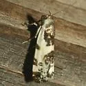 Tarache sedata - Hodges#9154 - photo 2