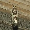 Tarache sedata - Hodges#9154 - photo 3