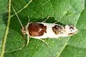 Tarache sedata - Hodges#9154 - photo 4