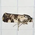 Tarache tenuicula - Hodges#9135