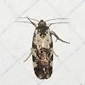 Tarache tenuicula - Hodges#9135 - photo 2