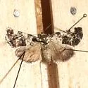 Tarache tenuicula - Hodges#9135 - photo 3