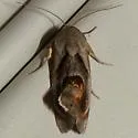 Curve-lined Bird-dropping Moth - Hodges#9145 - photo 2