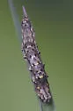 Four-spotted Bird Dropping Moth - Hodges#9143 - Tarache tetragona