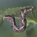 Four-spotted Bird Dropping Moth - Hodges#9143 - photo 2
