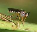 Taracticus octopunctatus - Taracticus octopunctatus