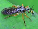 Taracticus octopunctatus - photo 2