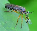 Taracticus octopunctatus - photo 3