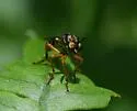 Taracticus octopunctatus - photo 4