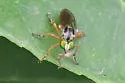 Taracticus paulus
