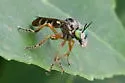 Taracticus paulus - photo 2