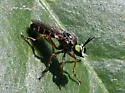 Taracticus paulus - photo 3