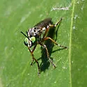 Taracticus paulus - photo 4