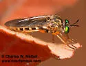 Taracticus ruficaudus