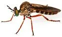 Taracticus ruficaudus - photo 2