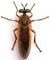 Taracticus ruficaudus - photo 3