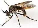 Taracticus ruficaudus - photo 4
