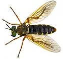 Taracticus ruficaudus - photo 5
