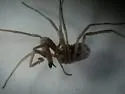 Taracus pallipes