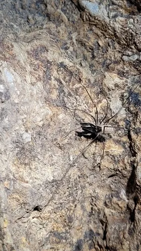 Taracus timpanogos