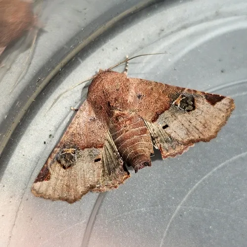 Eugenia Caterpillar