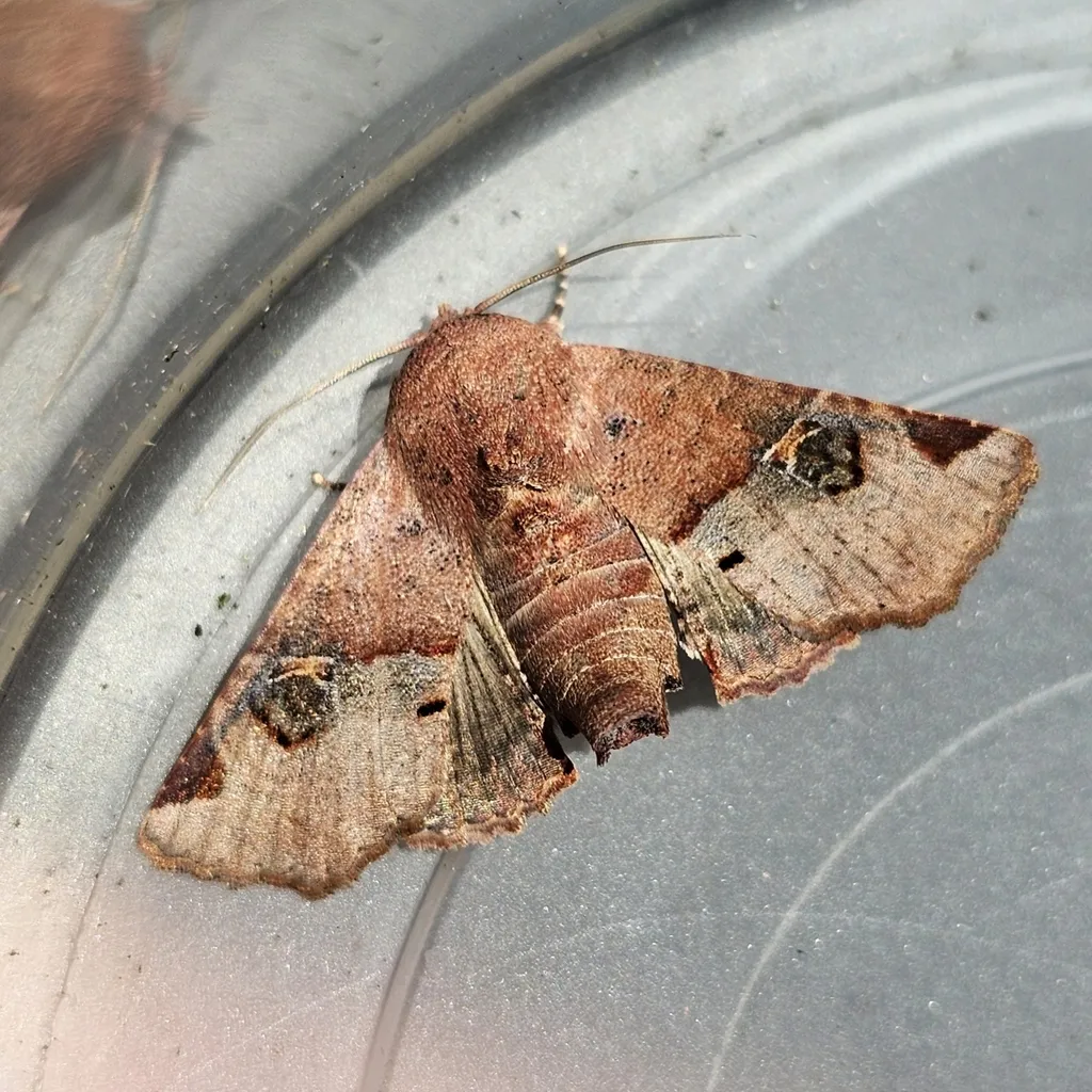 Eugenia Caterpillar - photo 2