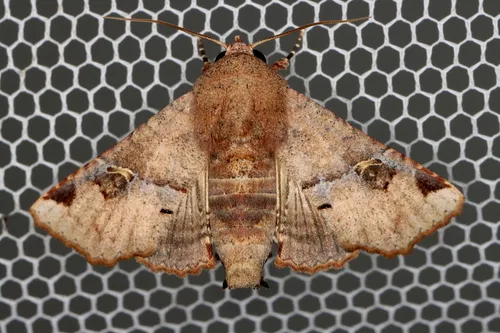 Eugenia Caterpillar - photo 5