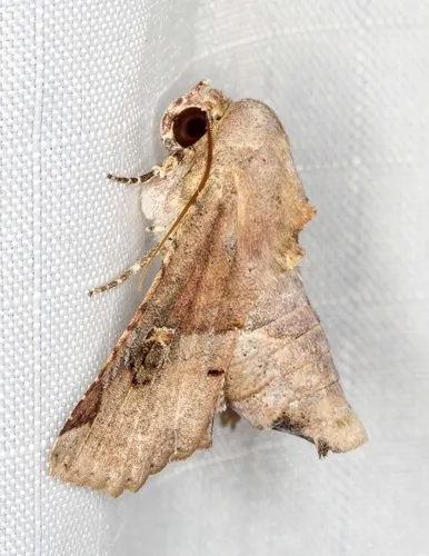 Eugenia Caterpillar - photo 6