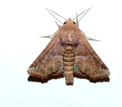 Eugenia Caterpillar - photo 7