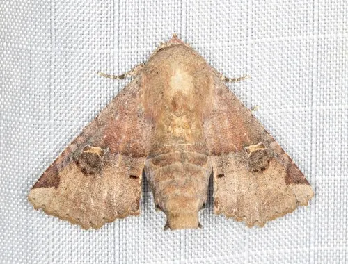 Eugenia Caterpillar - photo 8