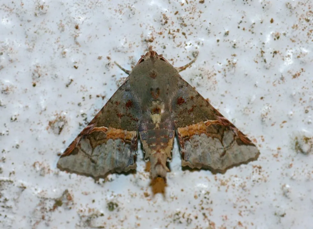 Targalla subocellata - photo 2