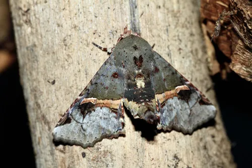 Targalla subocellata - photo 5