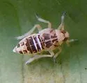 Taro Planthopper