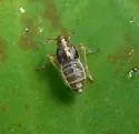 Taro Planthopper - photo 2