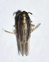 Taro Planthopper - photo 3