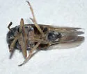 Taro Planthopper - photo 4