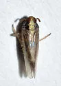 Taro Planthopper - photo 5