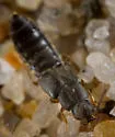 Tarphiota fucicola