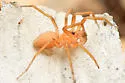 Tarsonops systematicus