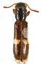 Tarsostenus univittatus
