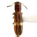 Tarsostenus univittatus - photo 2