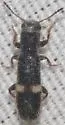 Tarsostenus univittatus - photo 3