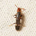 Tarsostenus univittatus - photo 4