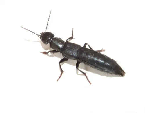 Tasgius ater - photo 2