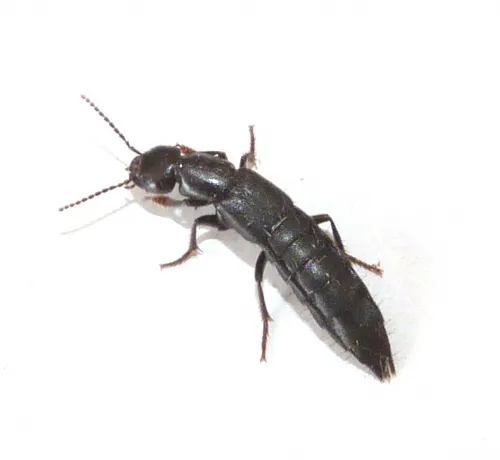 Tasgius ater - photo 3
