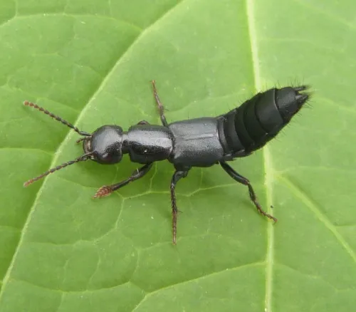 Tasgius ater - photo 4