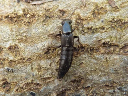 Tasgius globulifer