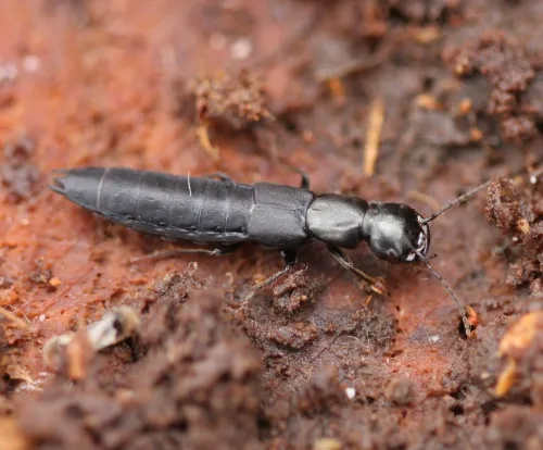 Tasgius melanarius