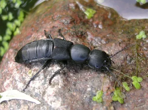 Tasgius melanarius - photo 2