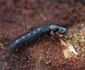 Tasgius melanarius - photo 3